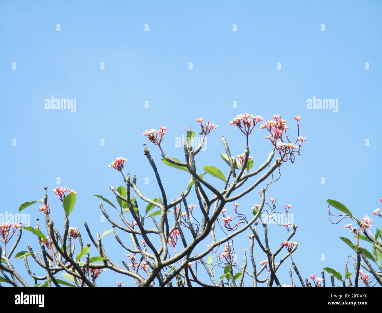 L'atmosfera del parco ha bellissimi fiori e piante, fiori Foto Stock