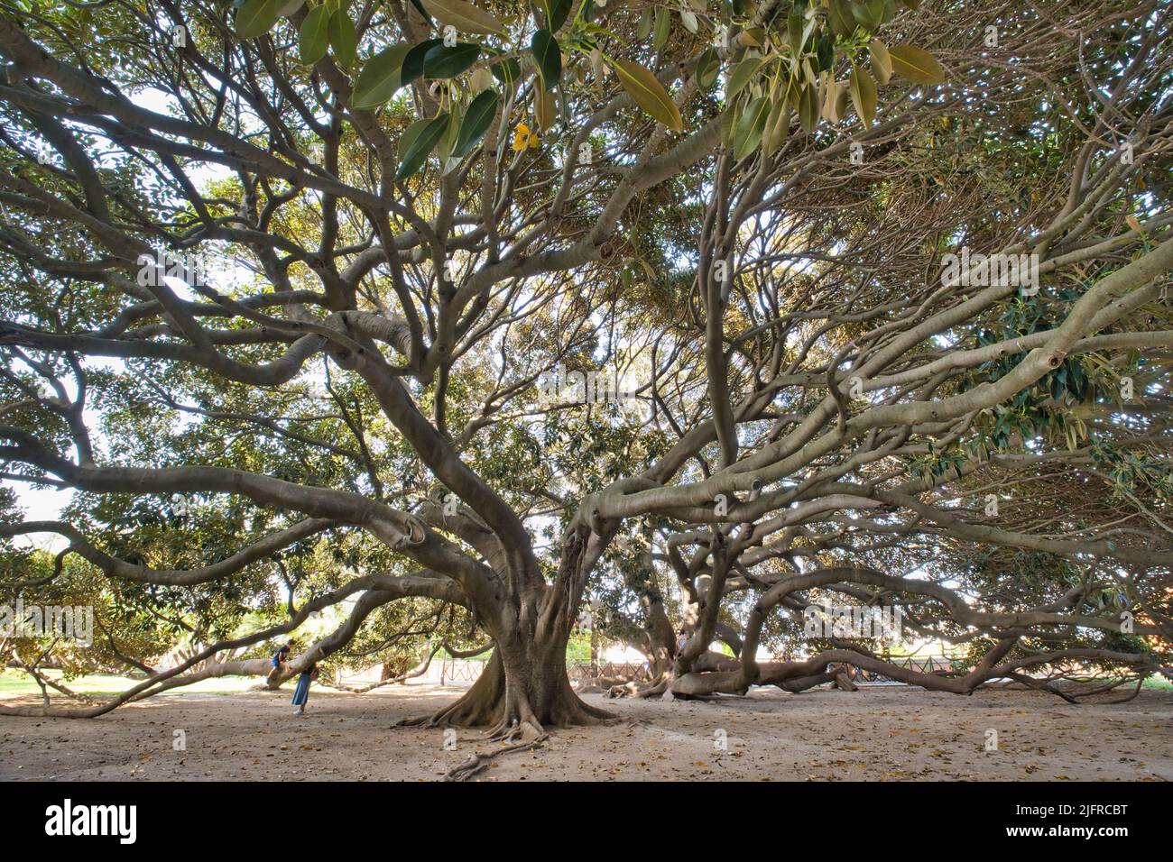 Vista sul gigantesco ficus magnolia presso i giardini pubblici di Cagliari Foto Stock