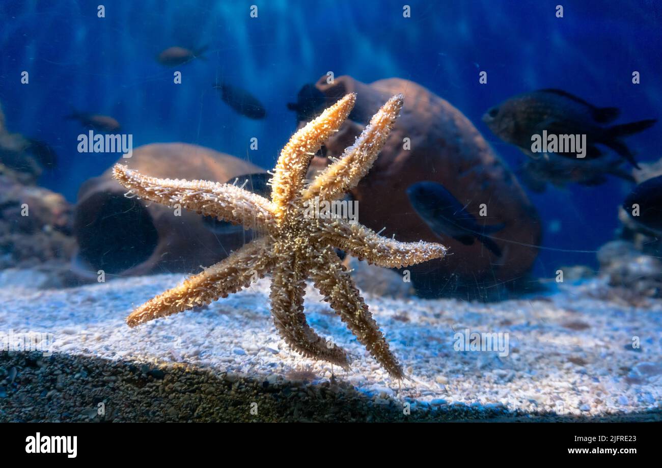 Decorazioni per pesci d'acquario immagini e fotografie stock ad alta  risoluzione - Alamy