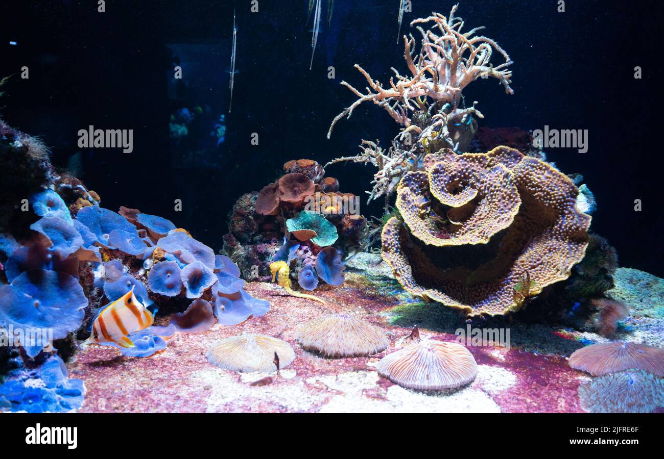 Incredibile fauna subacquea con colorata barriera corallina e pesci tropicali. Foto Stock