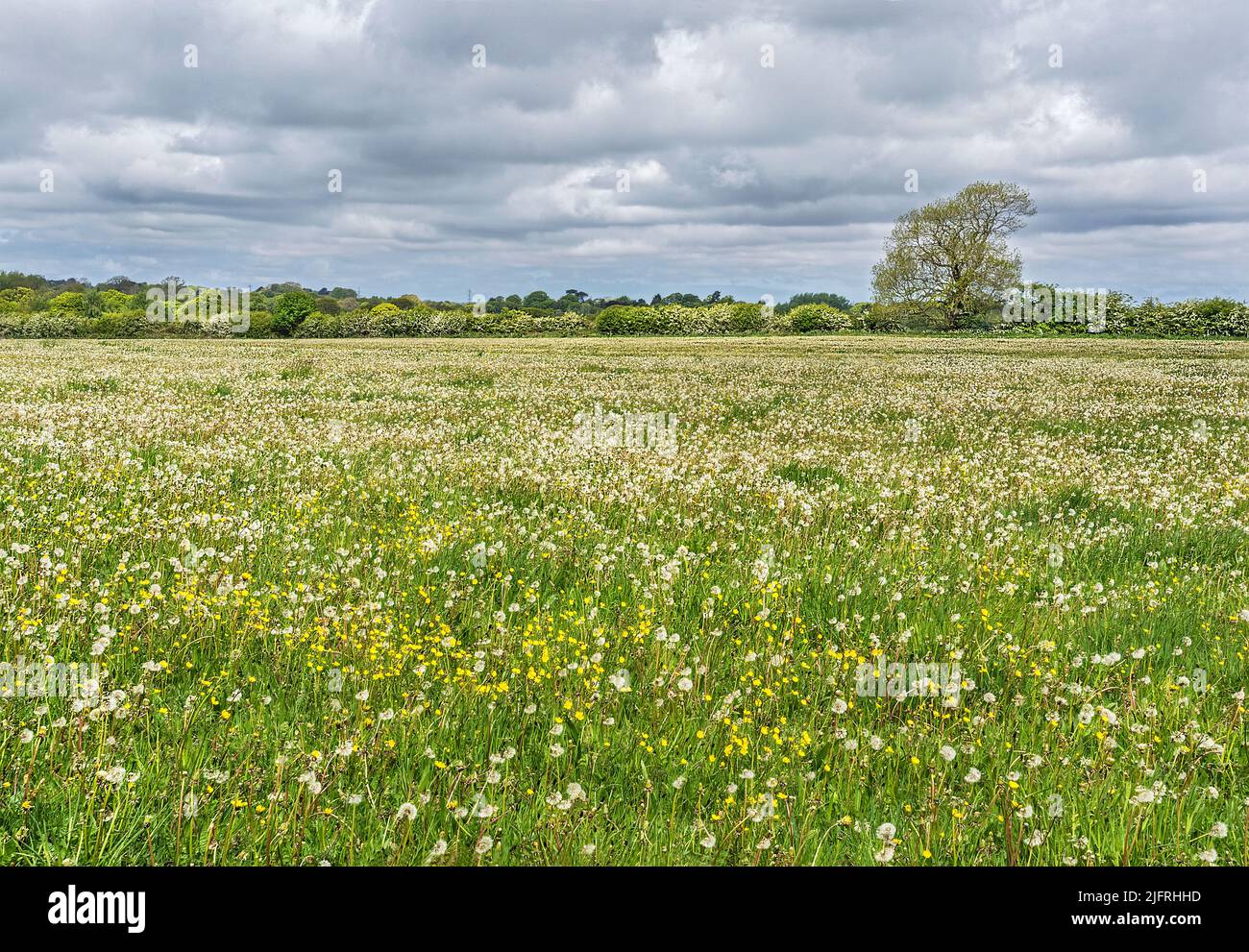 Campo di dente di leone (Taraxacum specie) andato a seme su agricoltura biologica Cheshire UK maggio 2021 Foto Stock