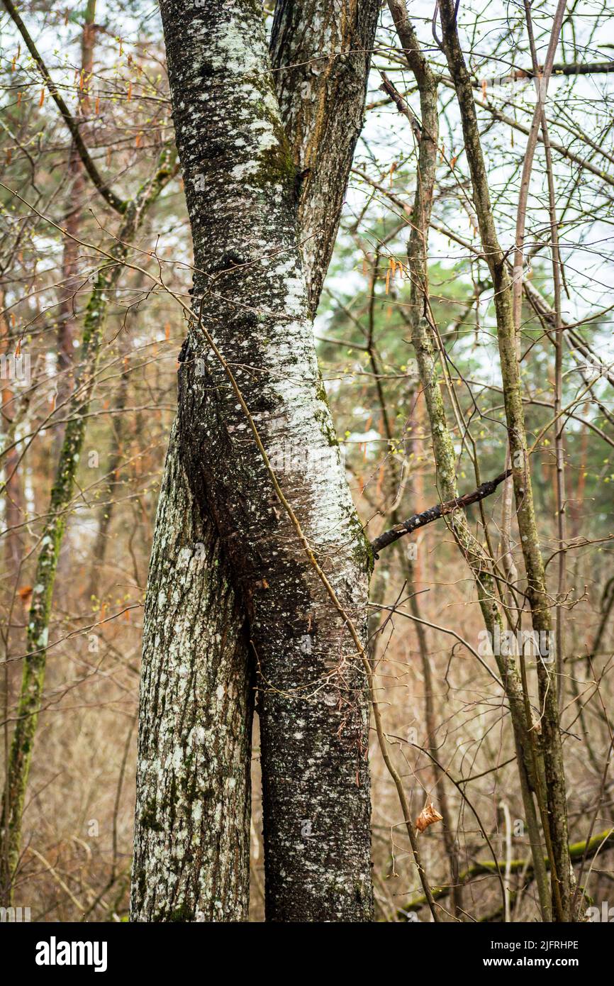 Due alberi intrecciati nella foresta, giorno di primavera Foto Stock