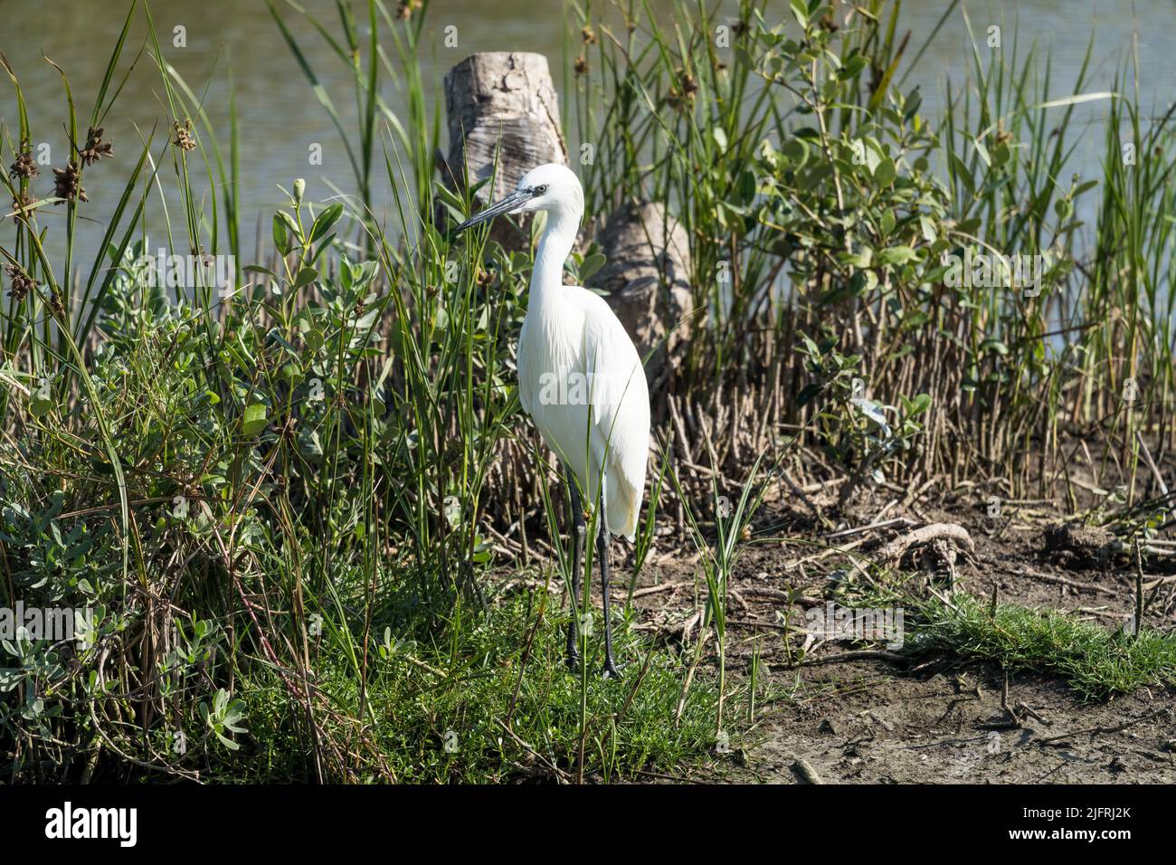 Un rosso morph bianco Egret tra le radici aeree delle mangrovie nere. South Padre Island Birding Center, Texas. Foto Stock