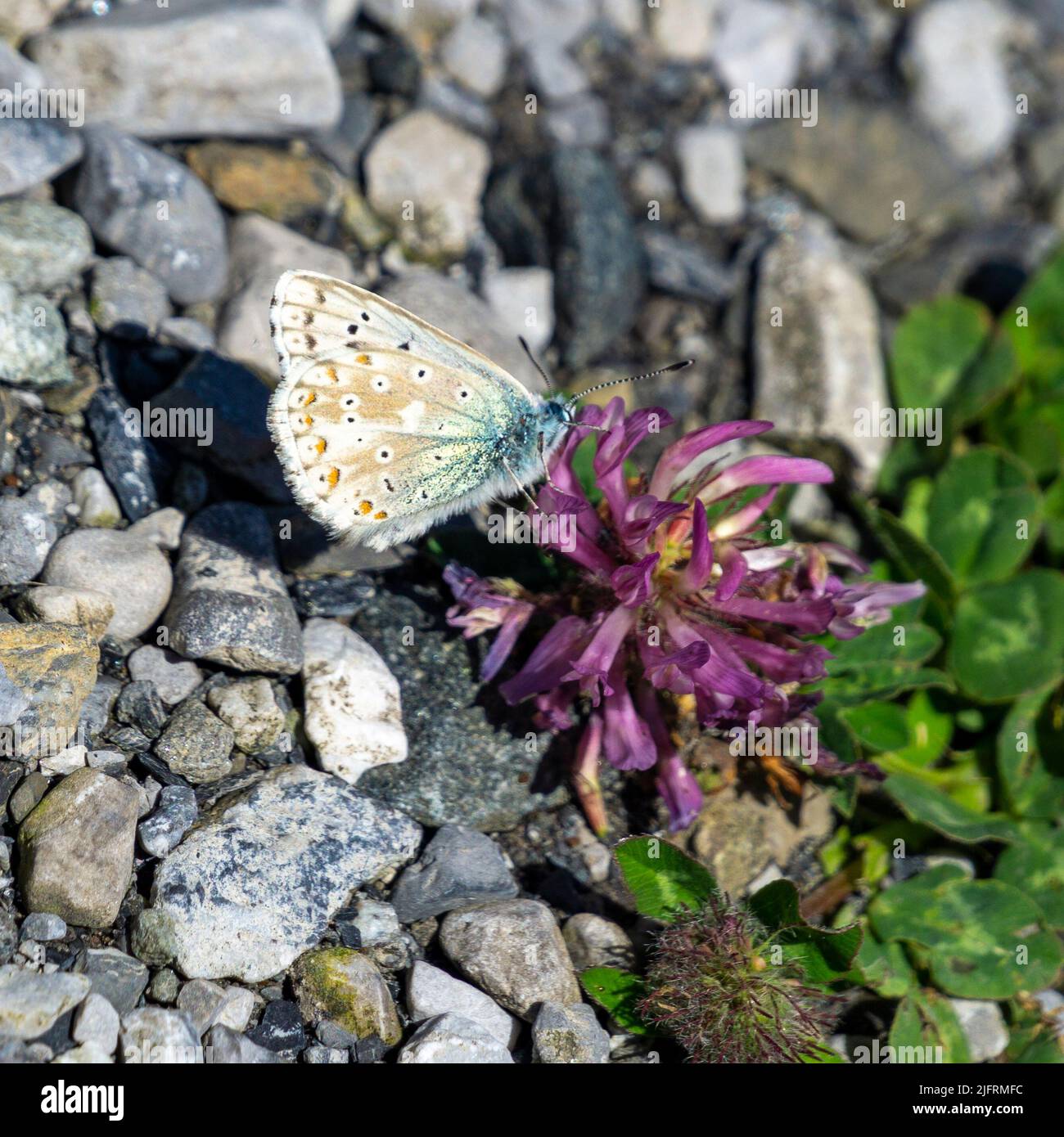 farfalla blu argento-verde su trifoglio rosa, due belle farfalle blu argento-verde sulla via della pietra, sulla strada sporca. Foto Stock