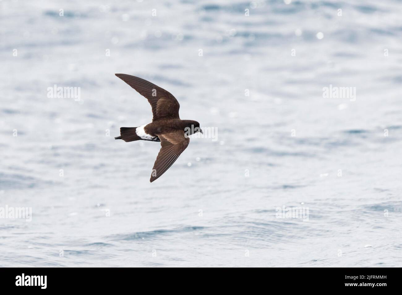 Nuova Zelanda Storm Petrel (Fregetta maoriana). Si pensa che sia stato estinto fino a quando non è stato riscoperto nel 2003 da un gruppo di osservatori di uccelli in acque al largo Foto Stock