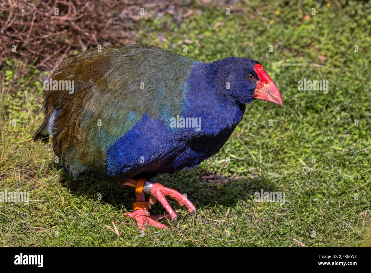 Nuova Zelanda Takahe (Porphyrio hochstetterri) Un raro relitto della fauna di uccelli flightless della Nuova Zelanda. Oggi sopravvivono circa 400 uccelli, di cui la metà Foto Stock