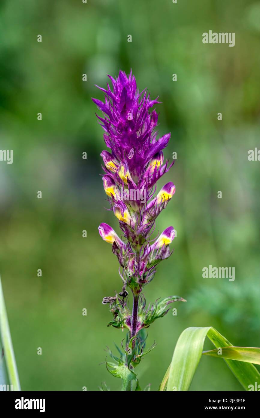 Campo di grano tenero (Melampyrum arvense) Chiltern Hills, Buckinghamshire, Regno Unito. Molto raro, Credit:Robin Bush / Avalon Foto Stock