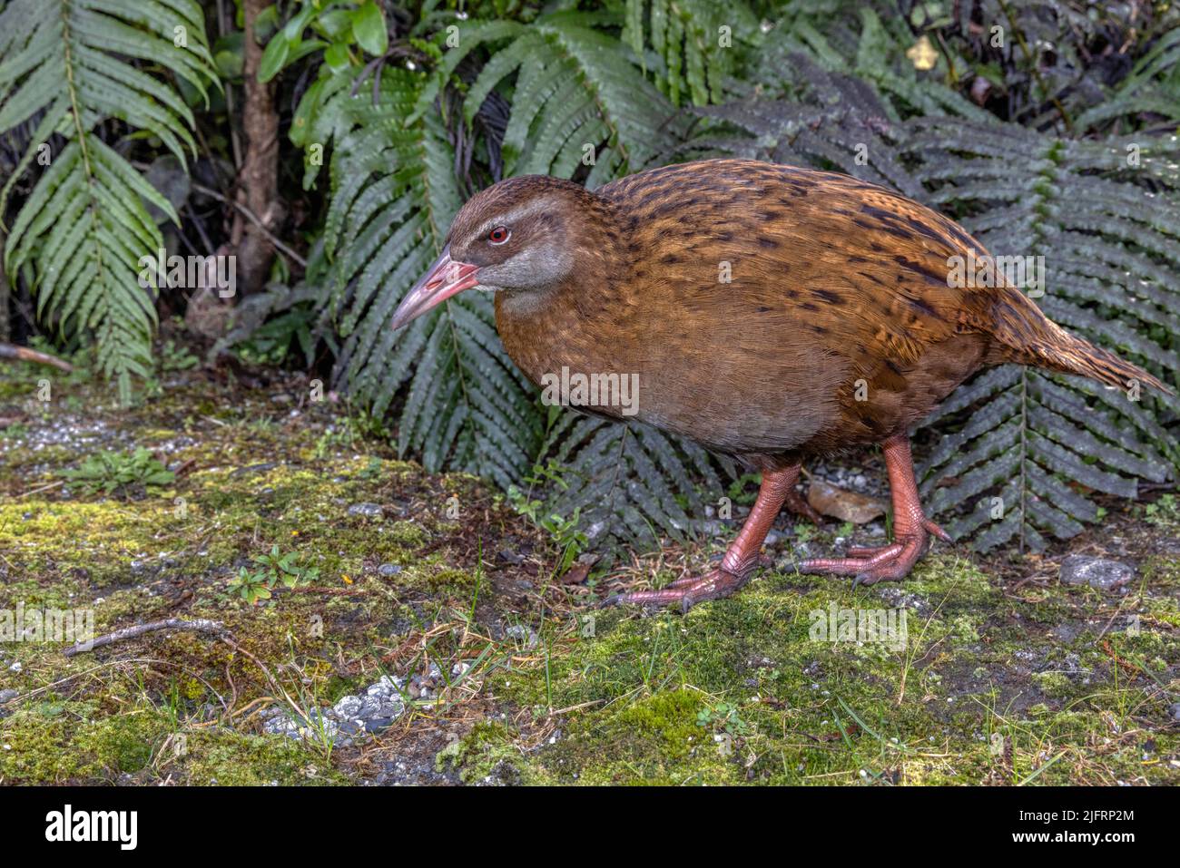 Western Weka (Gallirallus australis australis) Ilsnad meridionale, Nuova Zelanda. La Weka è una specie di uccelli senza luce della famiglia Rail. È endemico a. Foto Stock