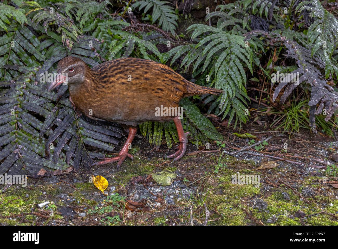 Western Weka (Gallirallus australis australis) Ilsnad meridionale, Nuova Zelanda. La Weka è una specie di uccelli senza luce della famiglia Rail. È endemico a. Foto Stock