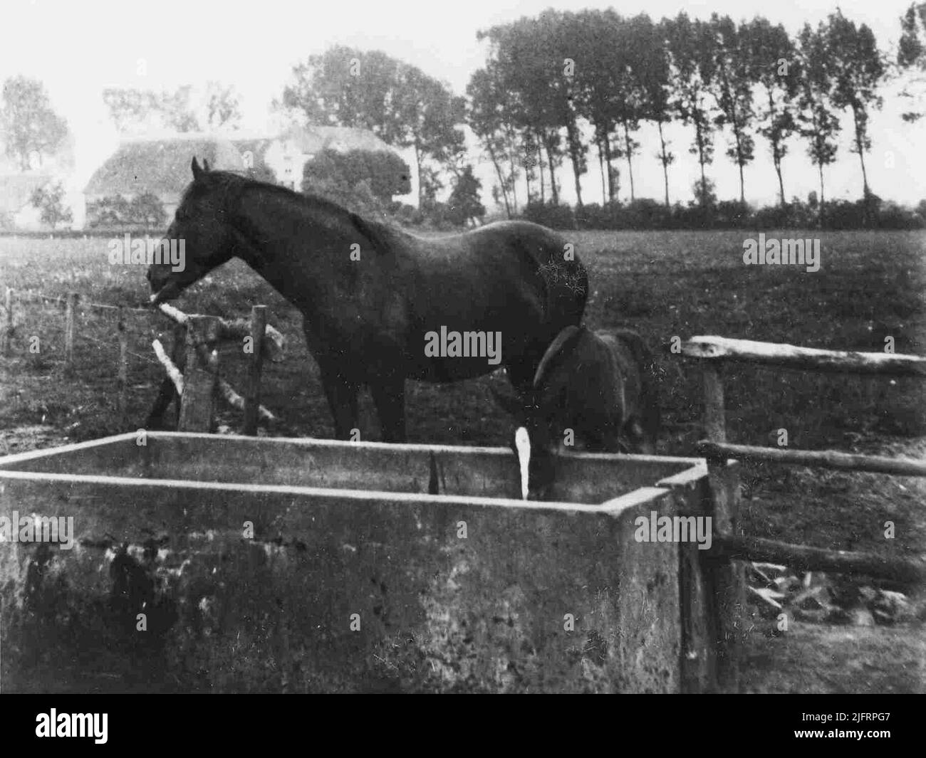 Cavalli presso la fattoria De Plezenburg. Foto Stock