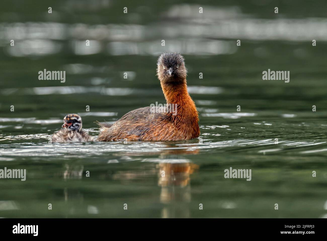 Neozelandese Dabchick (poliocephalus rufopectus) femmina con giovane, Nuova Zelanda., Credit:Robin Bush / Avalon Foto Stock