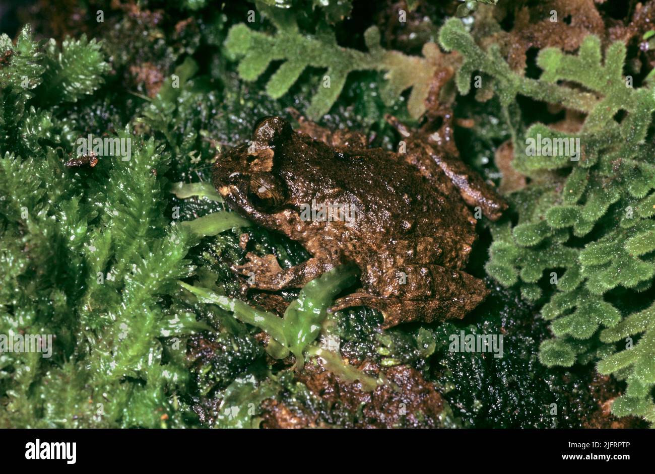 Hochstetters Frog (Leiopelma hochstetteri) Nuova Zelanda. Endemico. Una piccola rana semi-acquatica ed una delle sole quattro rimanenti native endemiche della Nuova Zelanda Foto Stock