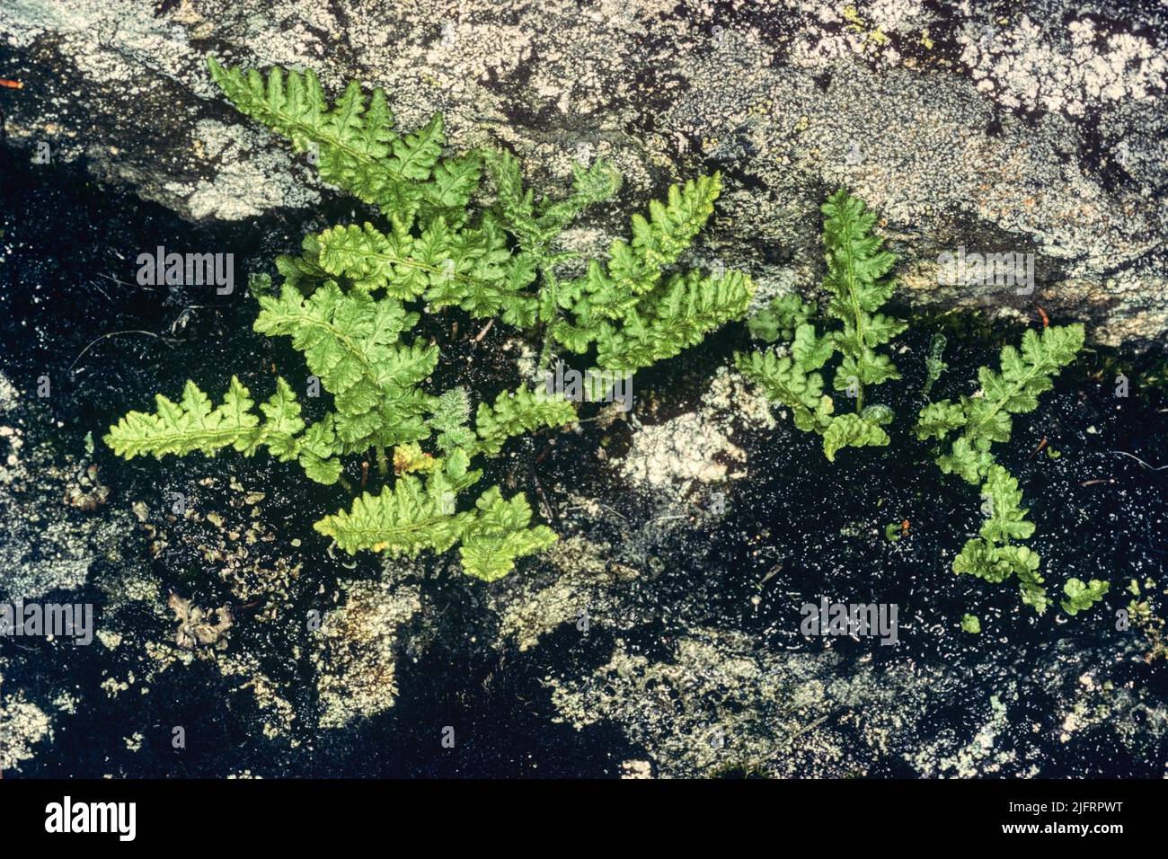 Oblunga Woodsia (Woodsia ilvensis) Scozia. REGNO UNITO. Una rara felce alpina trovata in Scozia e nel Lake District, Inghilterra. Specie di libri di dati rossi del Regno Unito. S Foto Stock