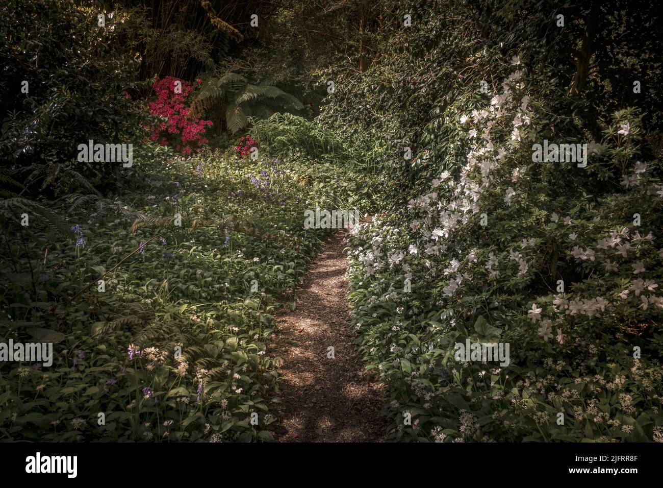Il giardino subtropicale Penjerrick in Cornovaglia. Il Penjerrick Garden è riconosciuto come il vero giardino della giungla della Cornovaglia. Foto Stock