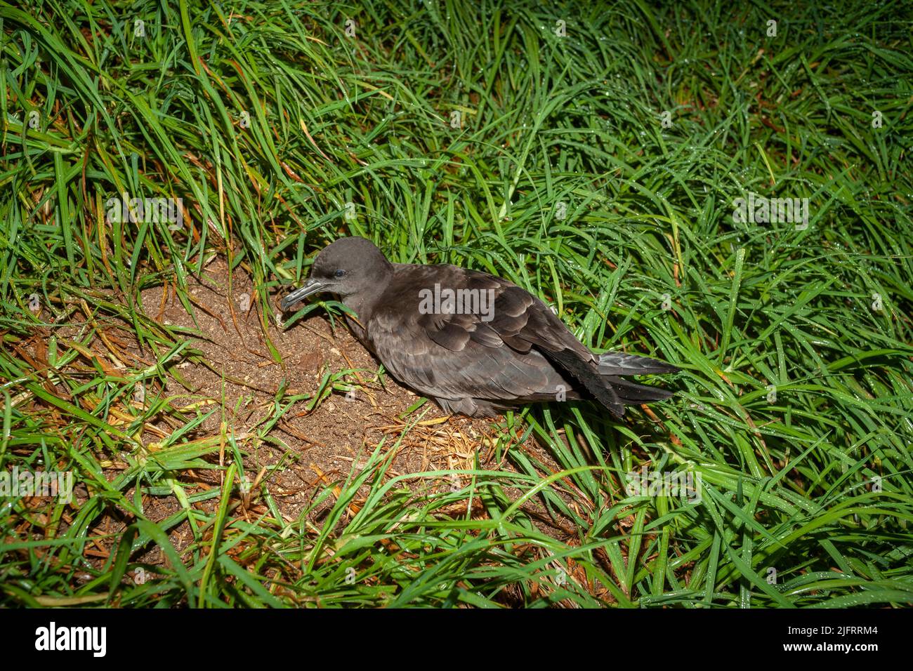 Shearwater o Muttonbird (Puffinus carneipes) Nuova Zelanda, Credit:Robin Bush / Avalon Foto Stock