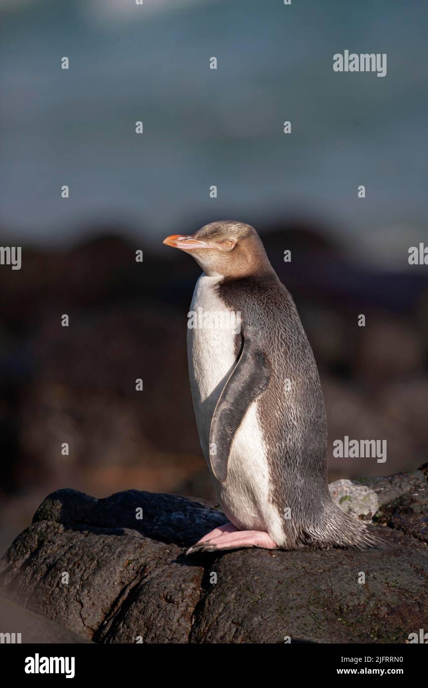 Pinguino dall'occhio giallo (Megadyptes antipodi) Penisola di Otago, Nuova Zelanda. Specie endemiche in pericolo., Credit:Robin Bush / Avalon Foto Stock