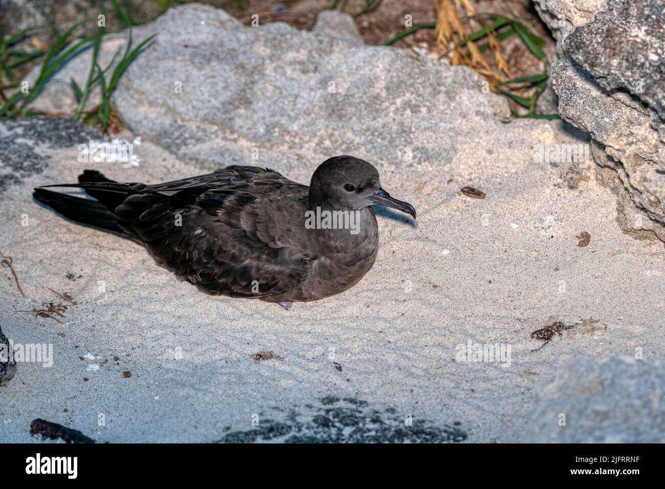 Shearwater o Muttonbird (Puffinus carneipes) Nuova Zelanda, Credit:Robin Bush / Avalon Foto Stock