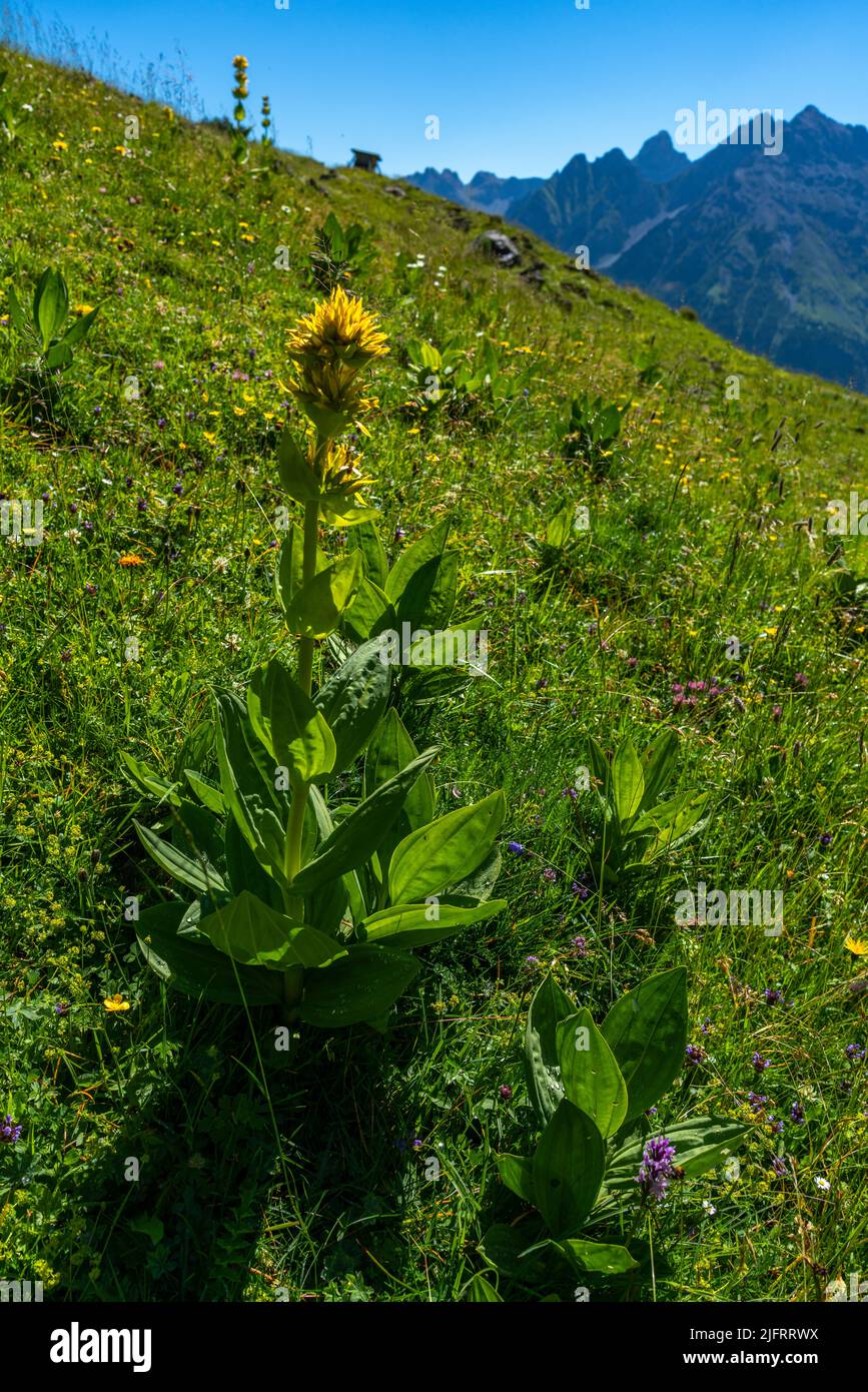 blühender gelber Enzian am Weg zum Amatschonjoch, Brand. grosse gelbe Blume auf einer alpinen Wiese neben weissen Margeriten und anderen Blumen, Gras Foto Stock