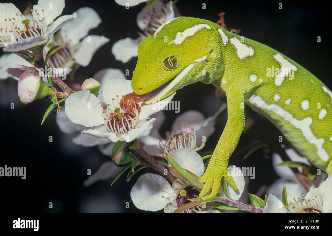 Northland Green Gecko ( Naulktinus grayii ) Nuova Zelanda endemic gecko; leccando Manuka fiori, Credit:Robin Bush / Avalon Foto Stock