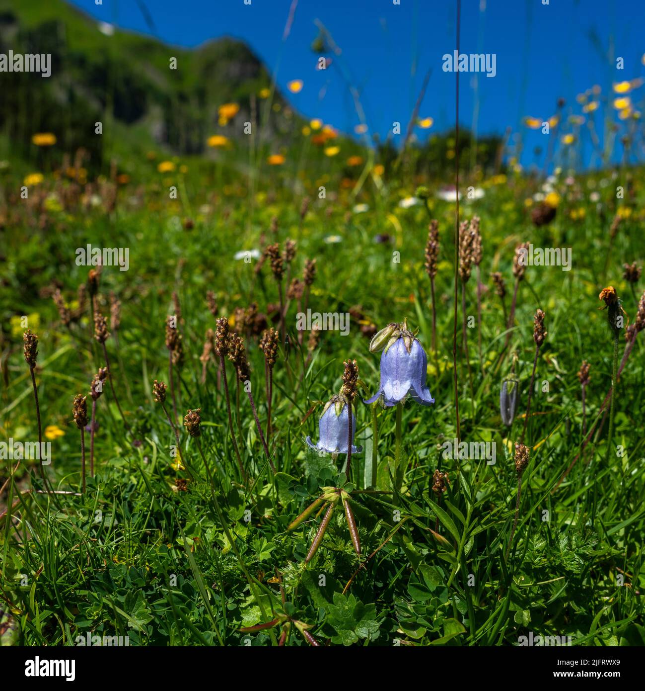 prato fiorito alpino con fiori diversi, campanile blu, margherite, arnica, trifoglio giallo e rosa, rose rosse alpine. Fiore in bianco e viola Foto Stock