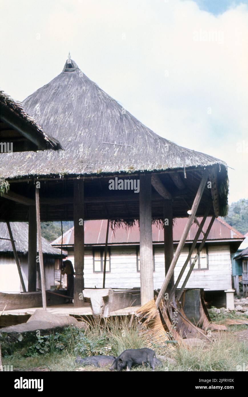 Sumatra, circa 1970. Un edificio di paglia in un villaggio di Batak vicino al Lago Toba. Suini in roaming libero. Foto Stock