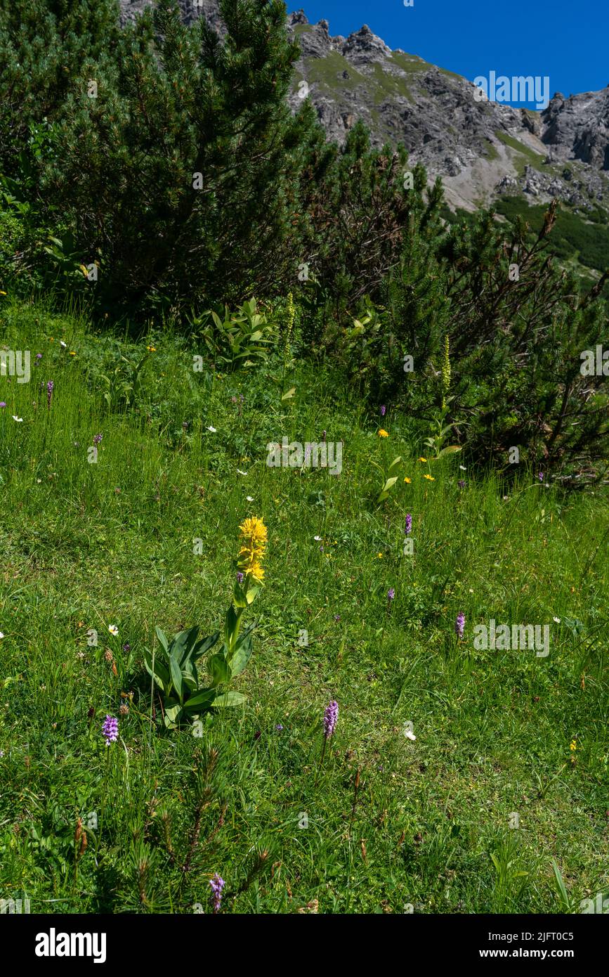 blühender gelber Enzian am Weg zum Amatschonjoch, Brand. grosse gelbe Blume auf einer alpinen Wiese neben weissen Margeriten und anderen Blumen, Gras Foto Stock