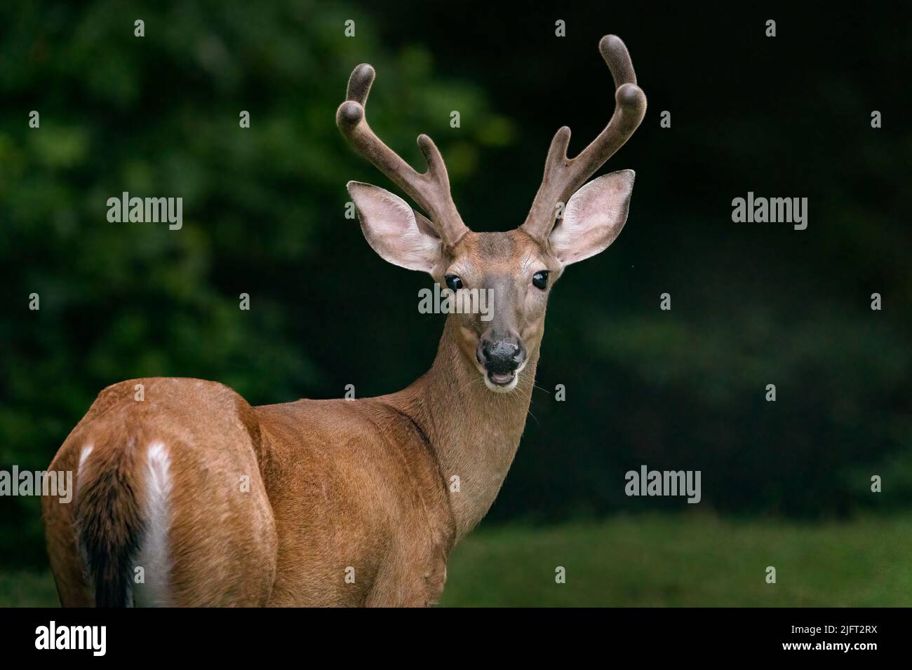 Un buck con coda bianca in velluto. Foto Stock