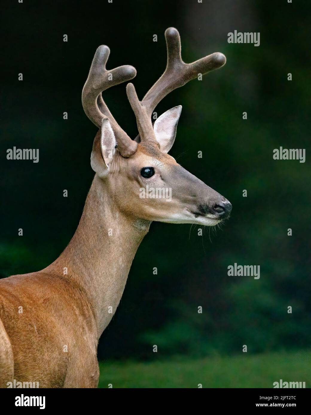 Un buck con coda bianca in velluto. Foto Stock