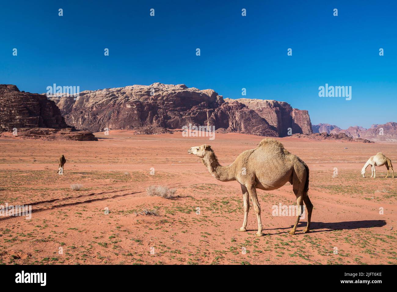 Cammelli che pascolano nel deserto di Wadi Rum, Aqaba, Giordania meridionale Foto Stock