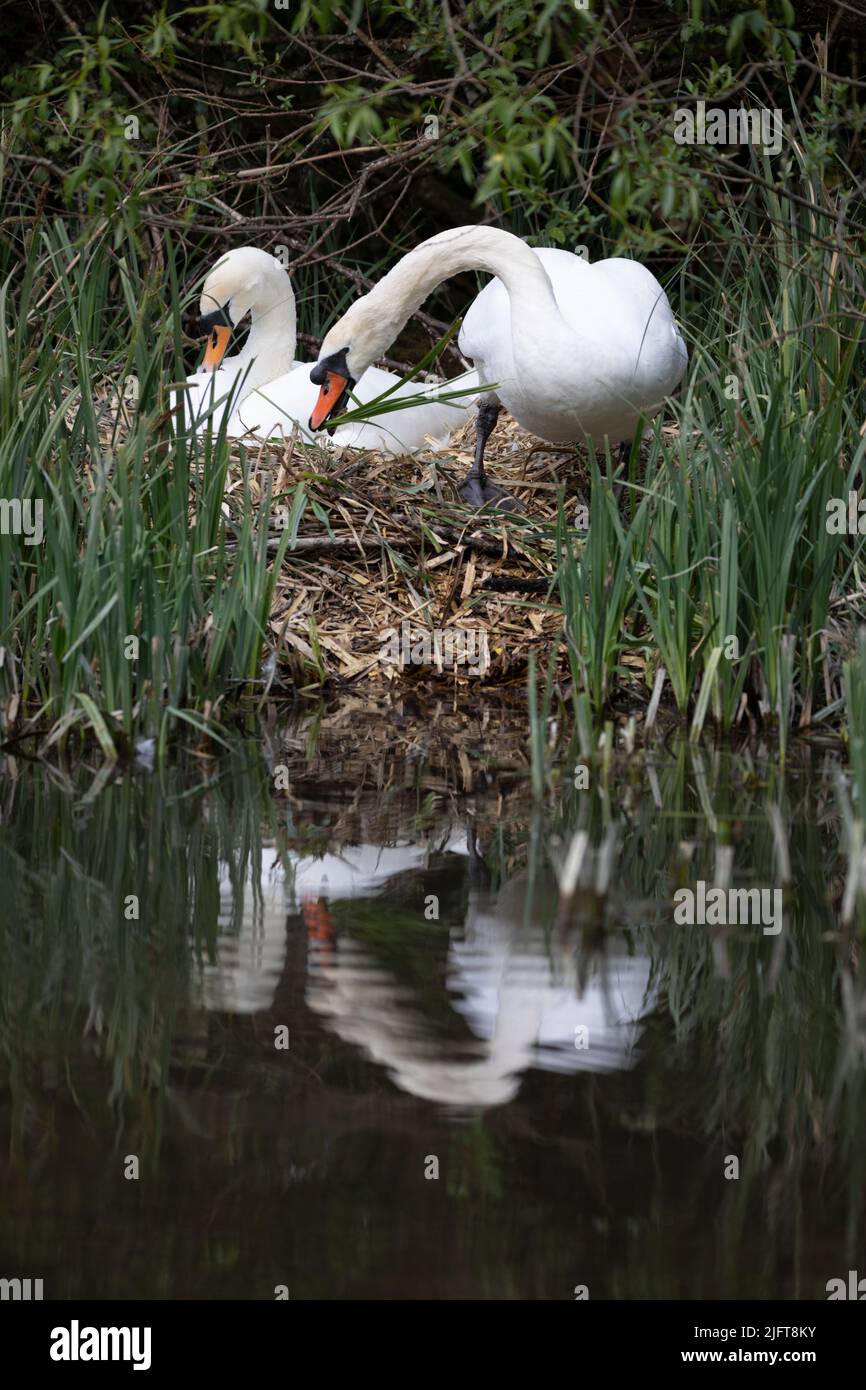 2 cigni che costruirono un nido accanto al fiume Kennett, Hungerford, Berkshire, Inghilterra, Regno Unito, Europa Foto Stock