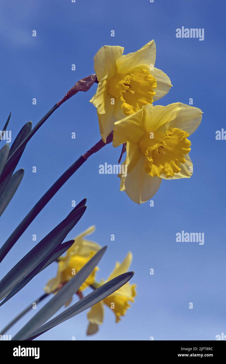 piante di daffodil in piena fioritura, vista dal basso, pseudonarcisi di Narciso; Amaryllidaceae Foto Stock