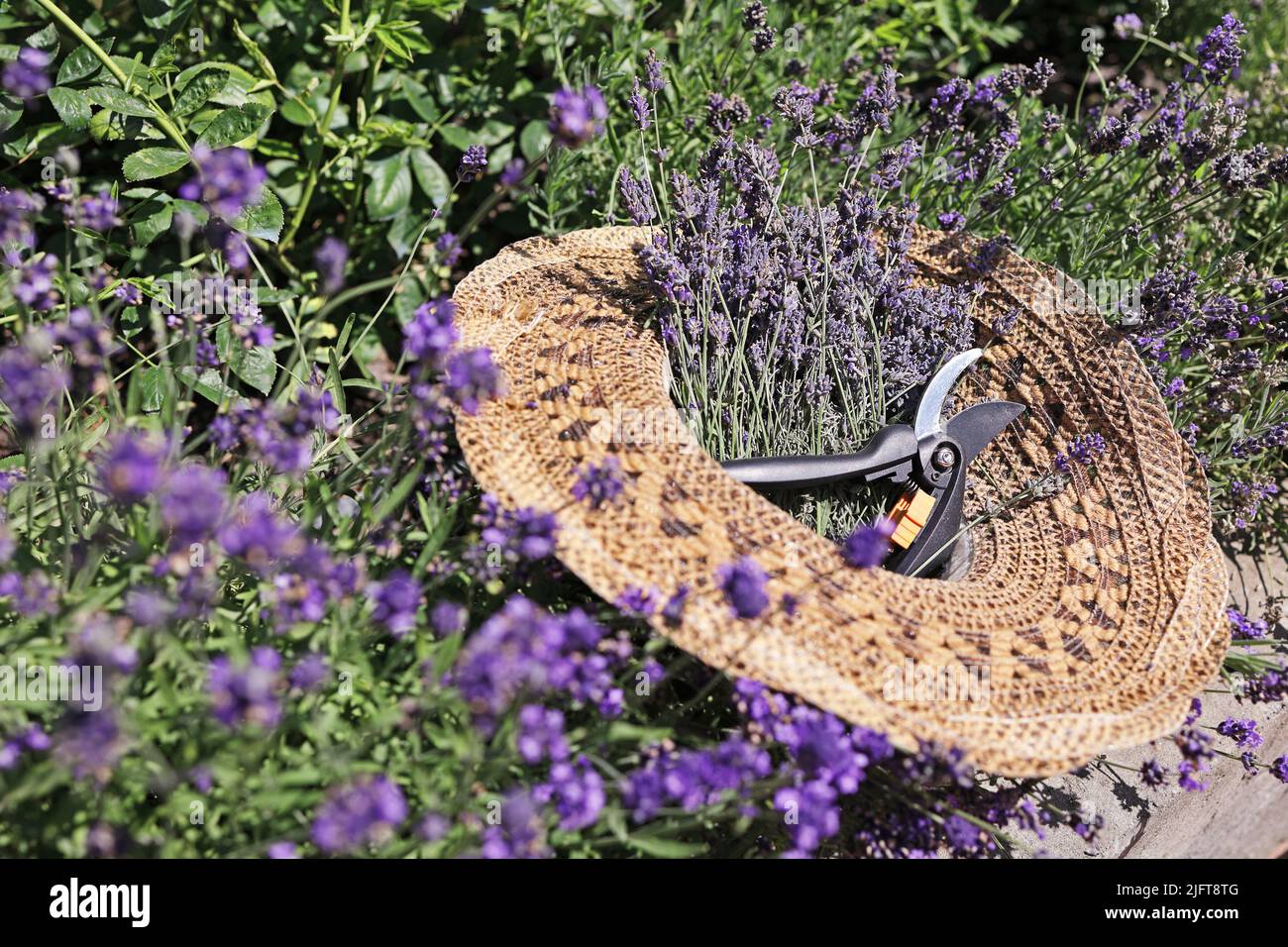 Raccolta della lavanda. Tagliare le infiorescenze di lavanda secca e un potatore da giardino in un cappello sullo sfondo di cespugli di lavanda. Estate. Foto Stock