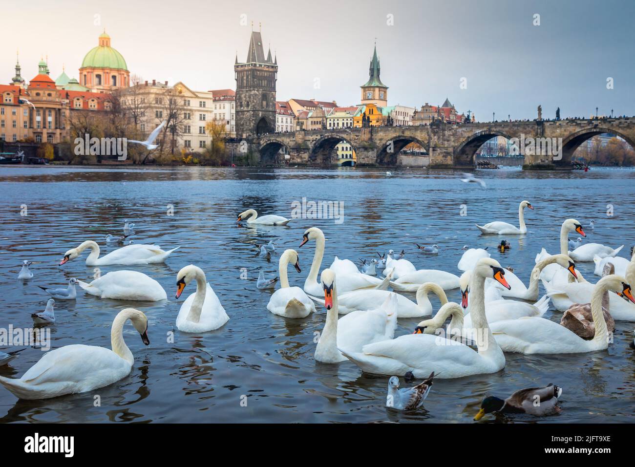 Cigni sul fiume Moldava, vicino al Ponte Carlo - Praga, Repubblica Ceca Foto Stock