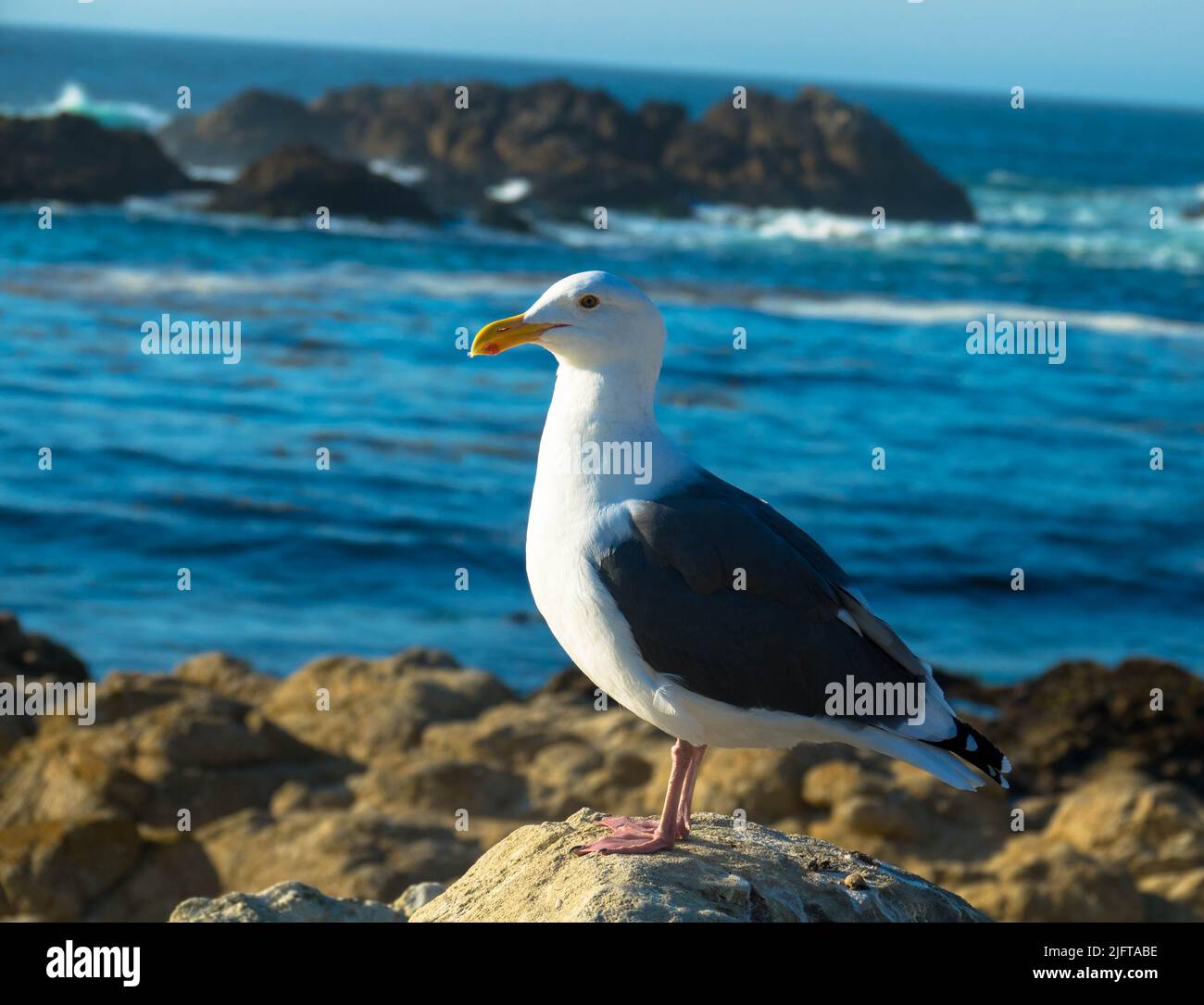 Seagull arroccato su una roccia con costa rocciosa e oceano pacifico sullo sfondo. Concetto di uccelli e animali. Foto Stock