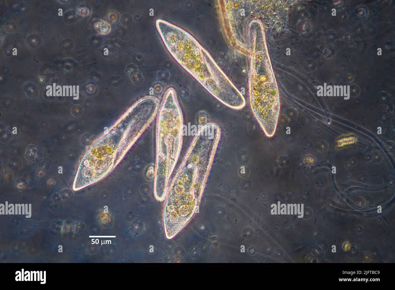 I ciliati del genere Paramecium che alimentano i batteri i una coltura di acqua dolce. Foto Stock