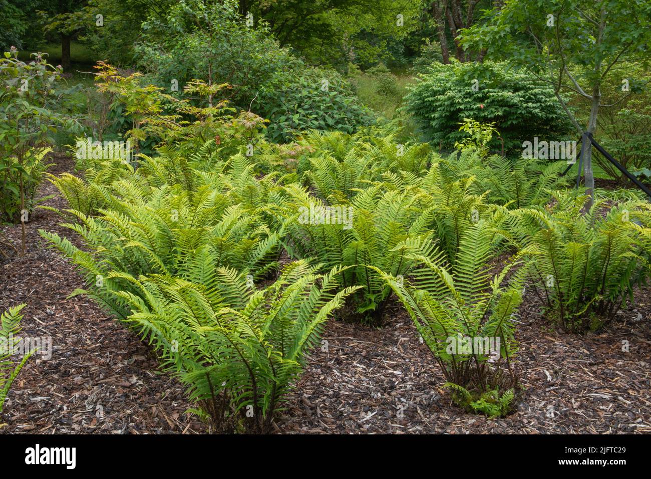 Dryopteris Atrata, il legno o fibbler felce, una pianta che forma semi grumo verde d'amore ombra Foto Stock