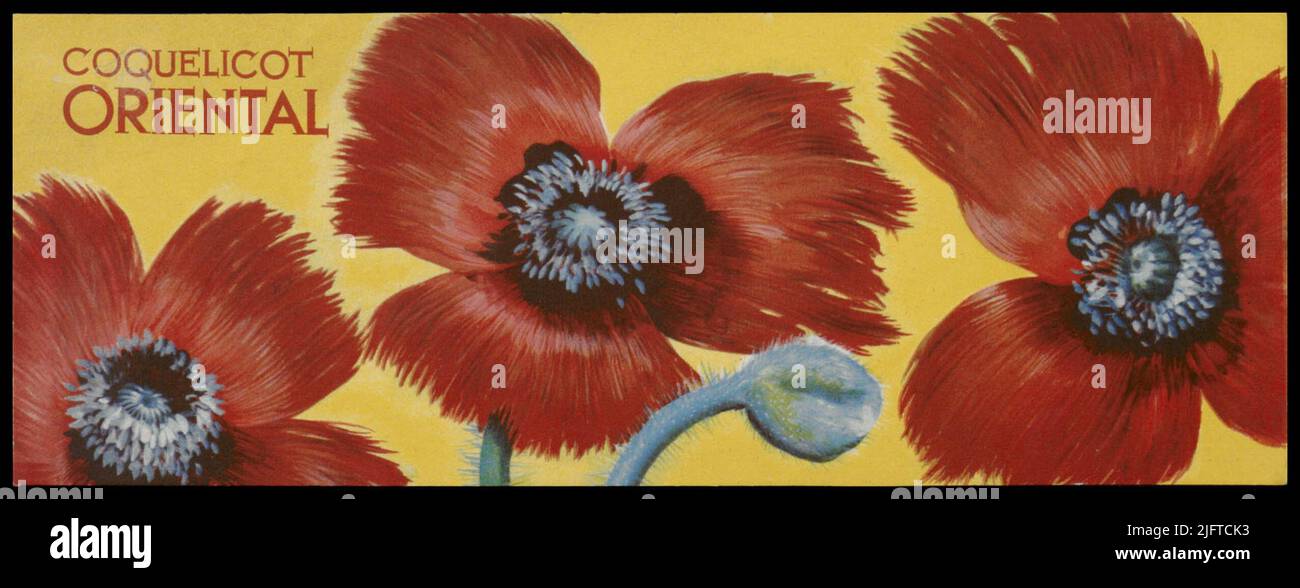 Papavero orientale Foto Stock