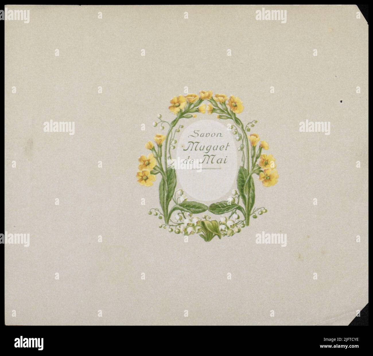 Giglio della valle Foto Stock