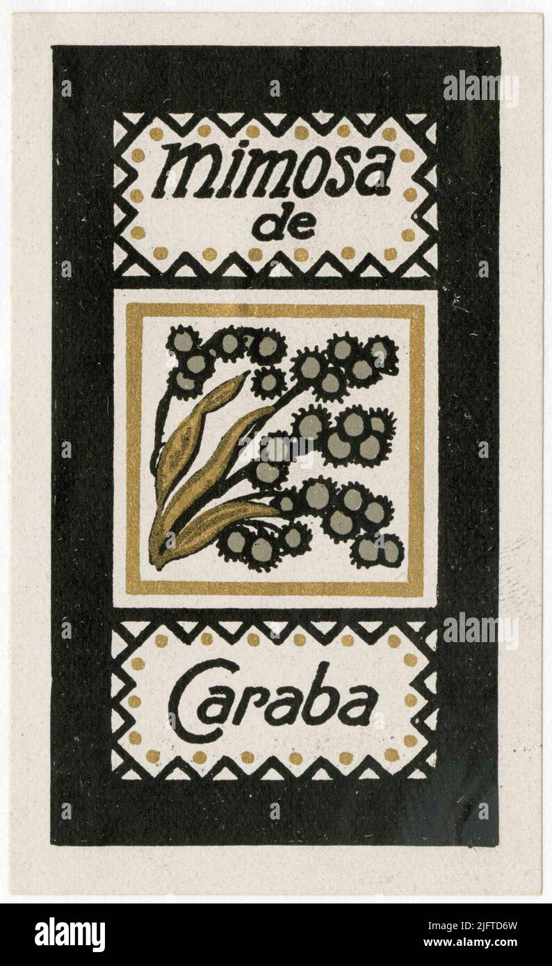 Mimosa de Caraba Foto Stock