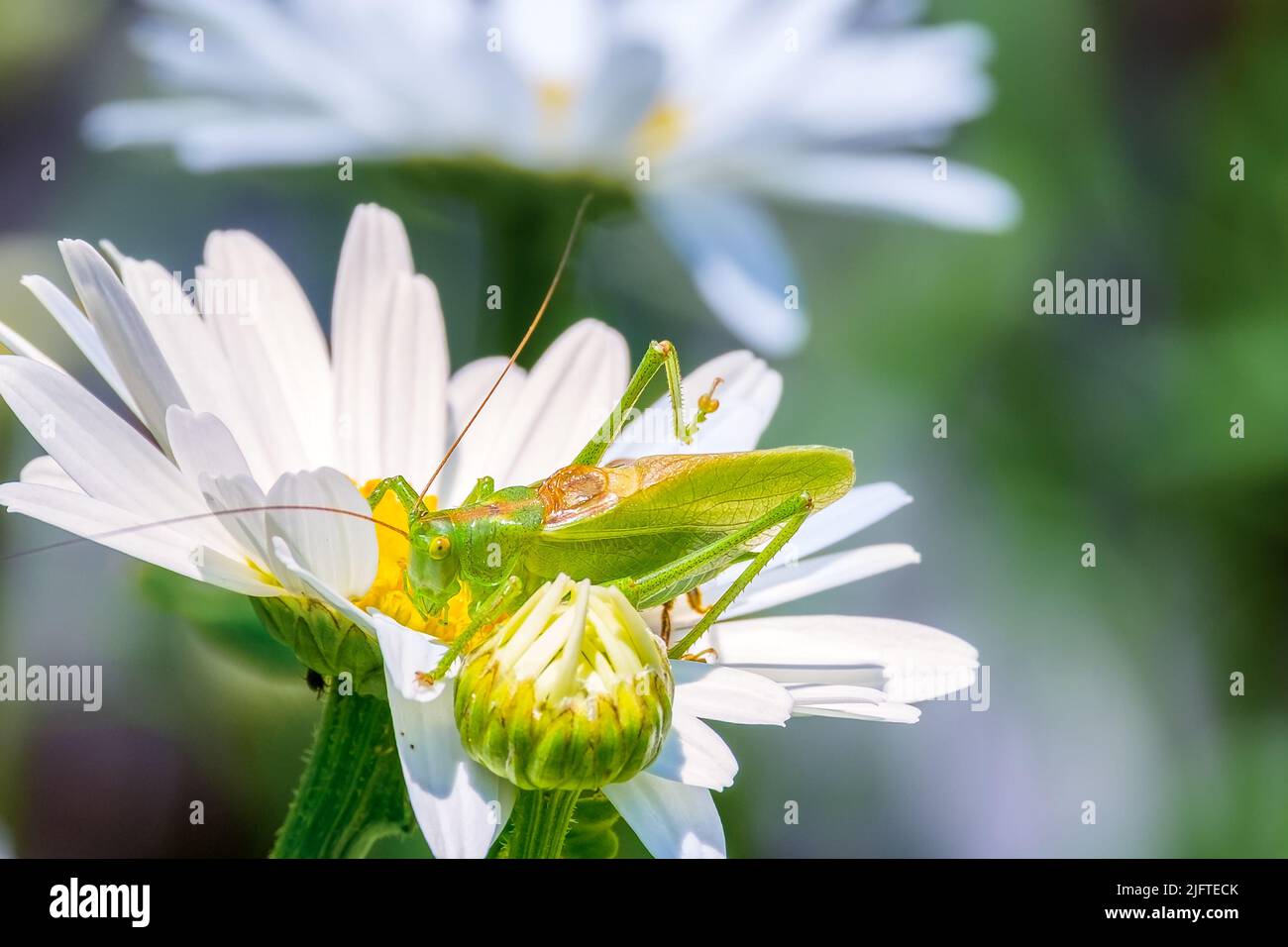 Locusta su un fiore. Pest Foto Stock