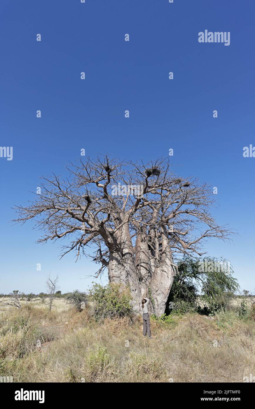 Baines Baobab in Nxai Pan Botswana Foto Stock