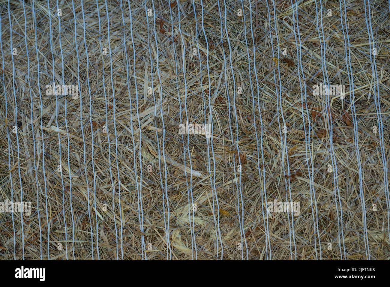 Tessitura di paglia di grano. Primo piano, vista frontale. Fieno essiccato su rotoli nel campo. Ampio rotolo di fieno sparato frontalmente. Primo piano di grandi rotoli rotondi di fieno. Foto Stock