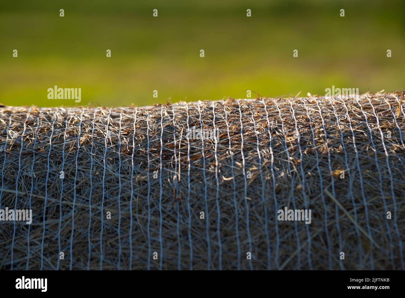 Tessitura di paglia di grano. Primo piano, vista frontale. Fieno essiccato su rotoli nel campo. Ampio rotolo di fieno sparato frontalmente. Primo piano di grandi rotoli rotondi di fieno. Foto Stock