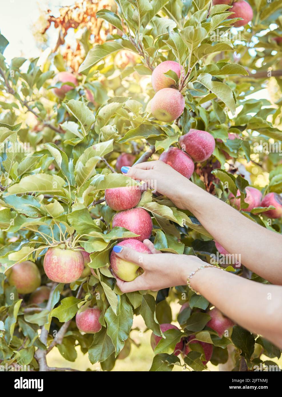 Primo piano di una donna che raggiunge per raccogliere le mele rosse fresche dagli alberi su frutteti sostenibili fuori in giornata di sole. Mani di coltivatore che raccoglie Foto Stock