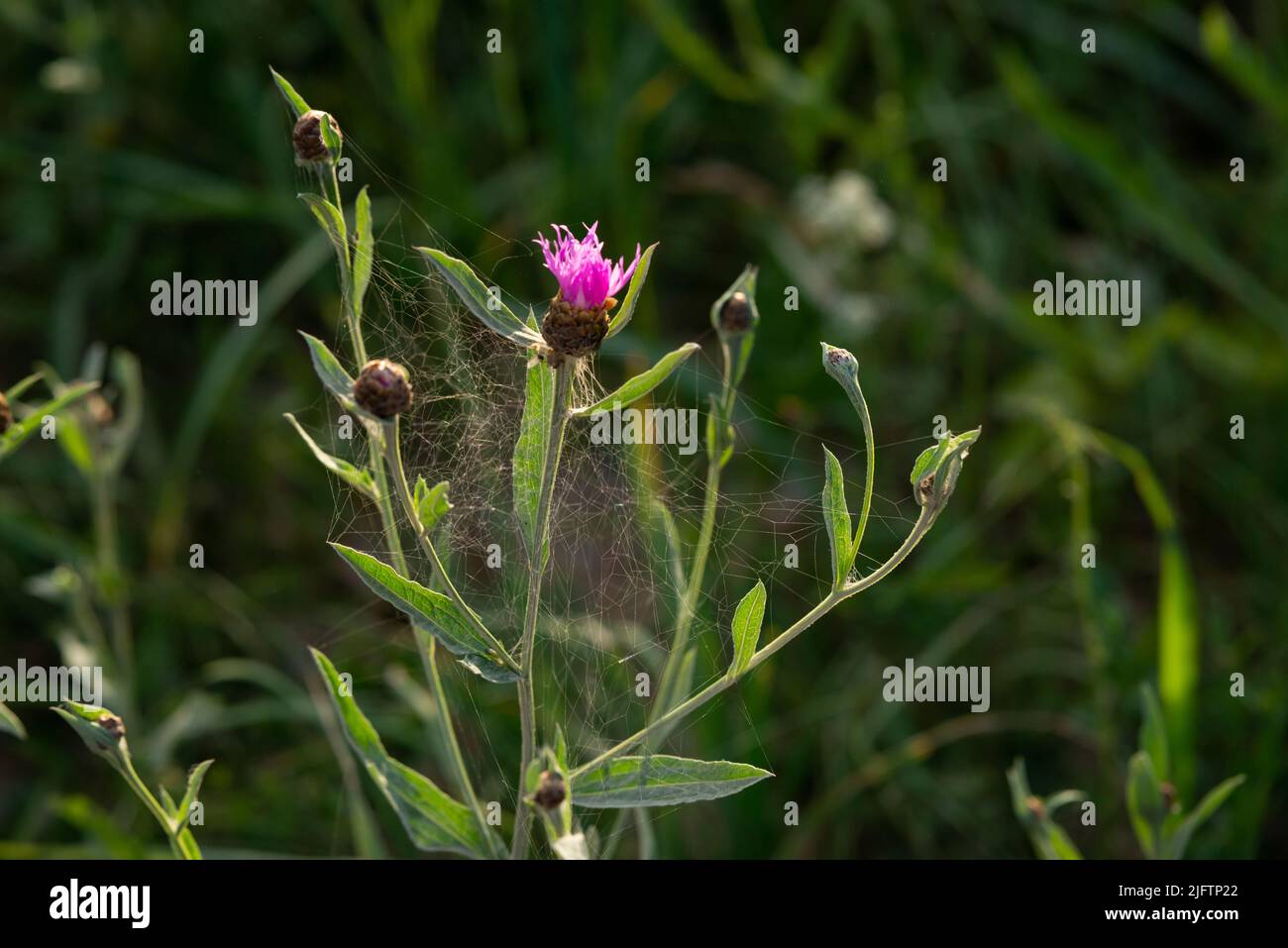 ragno fatto le vele tra i fiori rosa Foto Stock