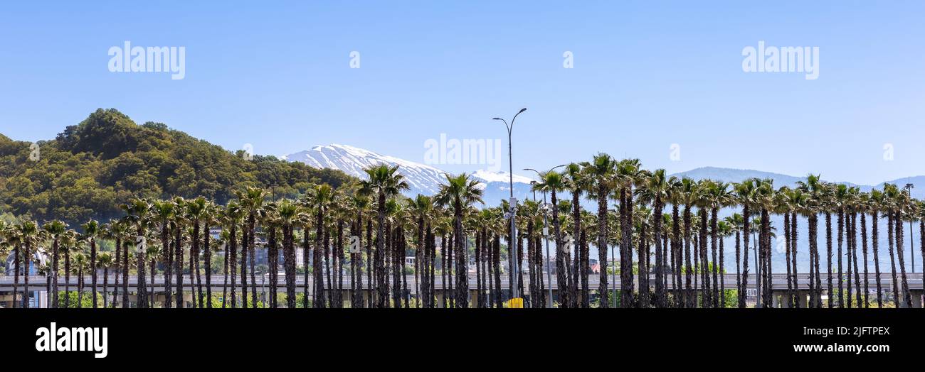 Alte palme tropicali crescono sullo sfondo di montagne innevate. Panorama con le bellezze contrastanti del sud. Foto Stock