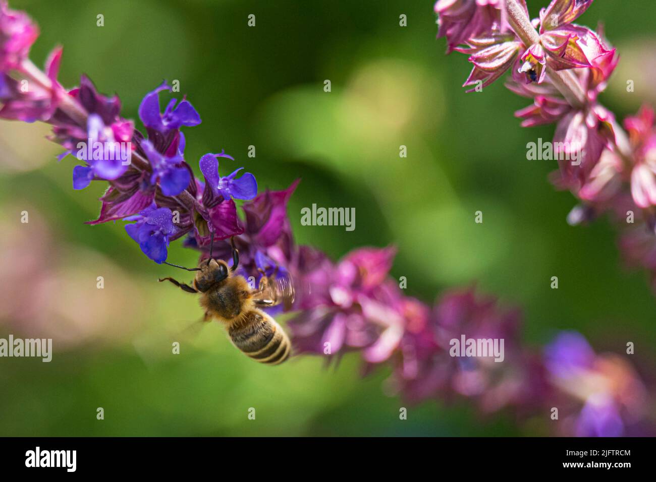 Primo piano di un'ape di miele che atterra su un blues di lavanda Foto Stock