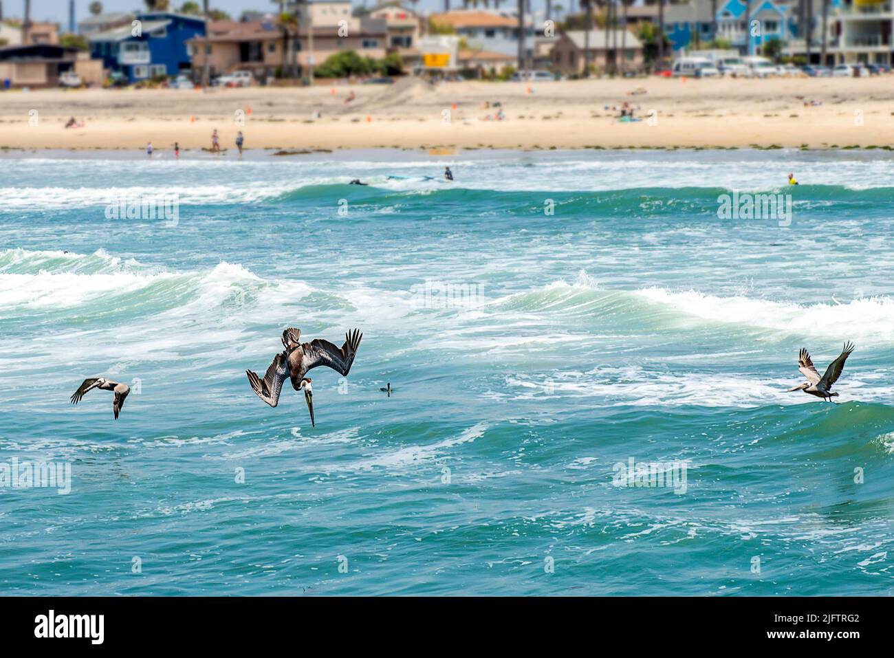 Pellicani sulla costa della California USA Foto Stock