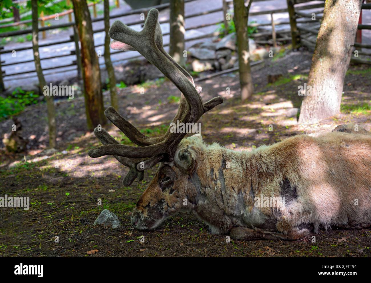 Renna maschile giacente all'ombra di un albero in un giardino animale in Svezia Foto Stock