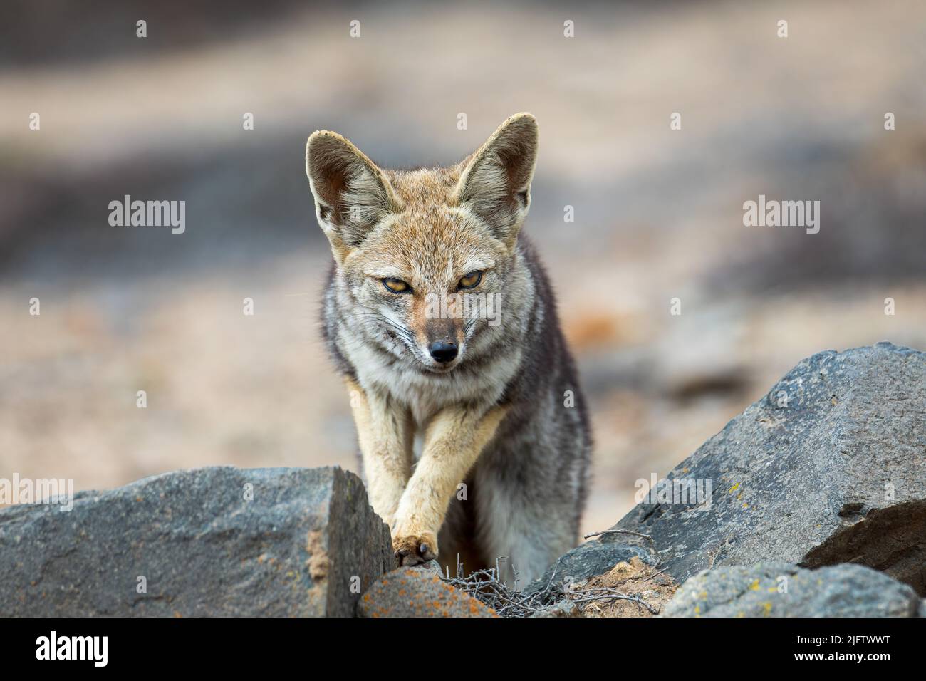 Un jackal dorato arrabbiato (Canis aureus) che cammina sulle pietre su uno sfondo sfocato Foto Stock